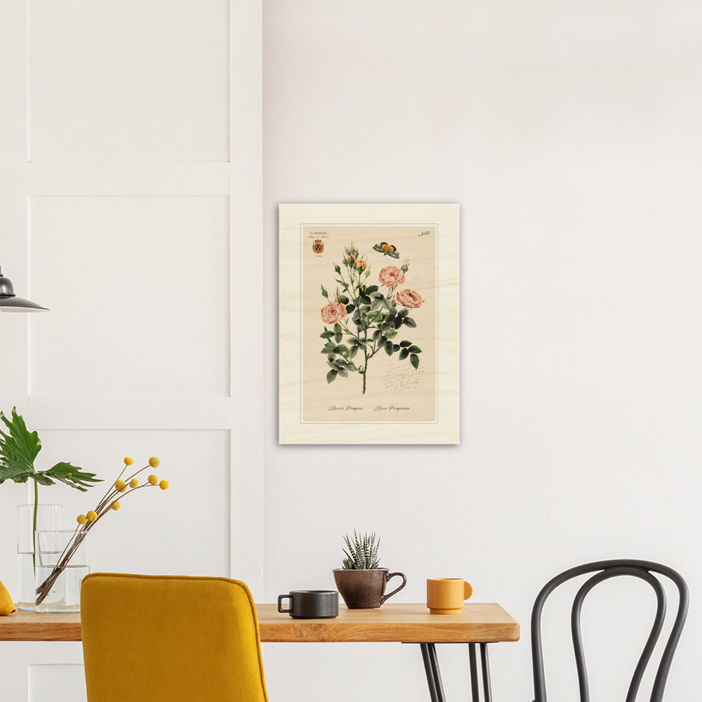 Rose Pompon by Redouté, 1824 (édition classique)