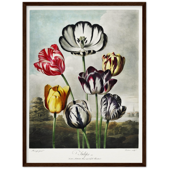 The Tulips by R.J. Thornton, 1807