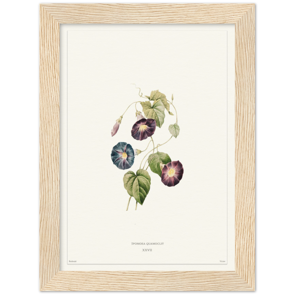 Pierre-Joseph Redouté, floral, flowers, art, wall art, flower prints, botanical, illustration, plants, roses
