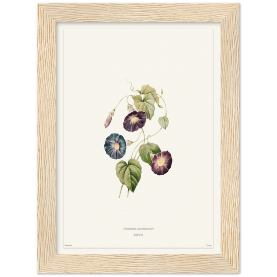 Pierre-Joseph Redouté, floral, flowers, art, wall art, flower prints, botanical, illustration, plants, roses