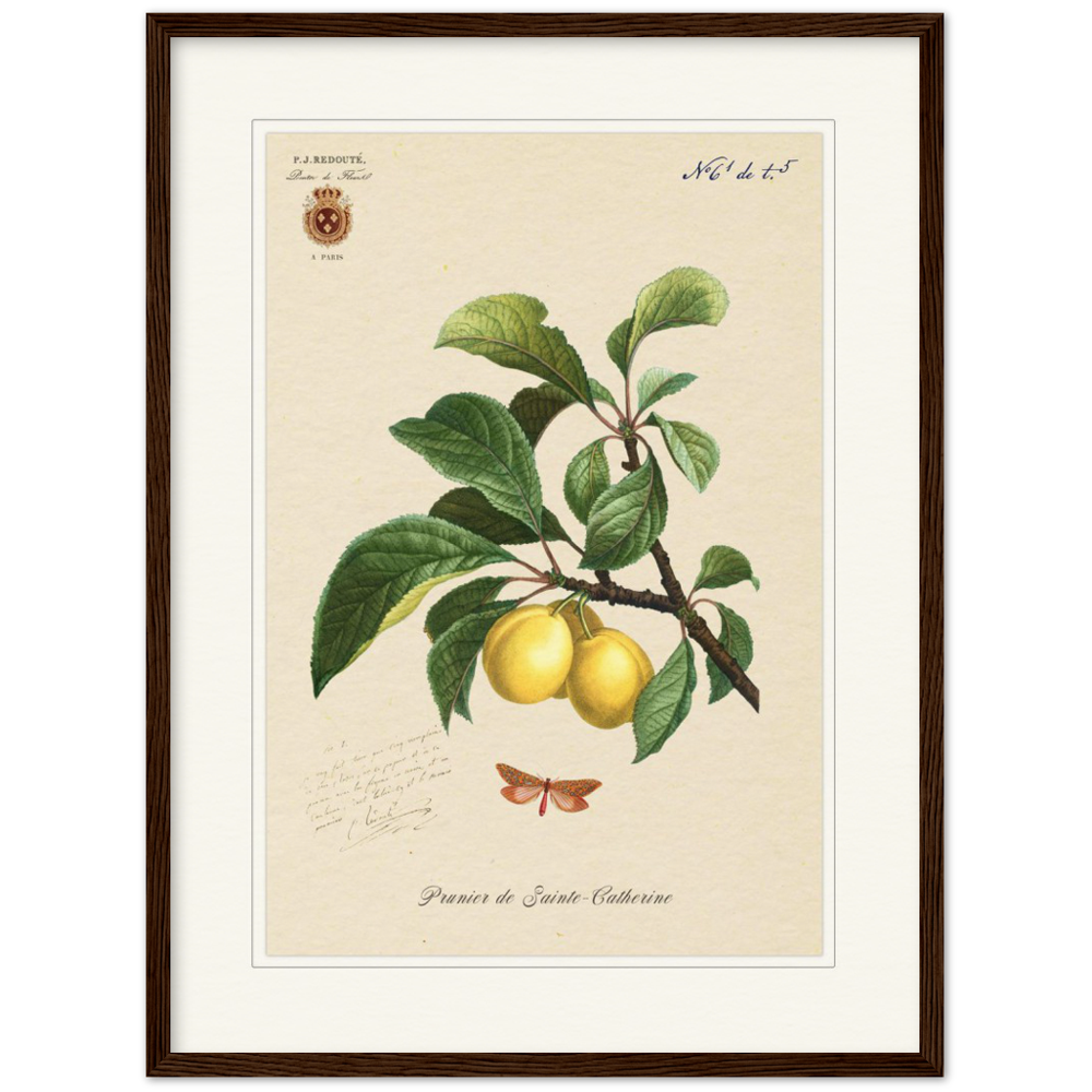 Plum of Saint Catherine, 1824 (édition classique)