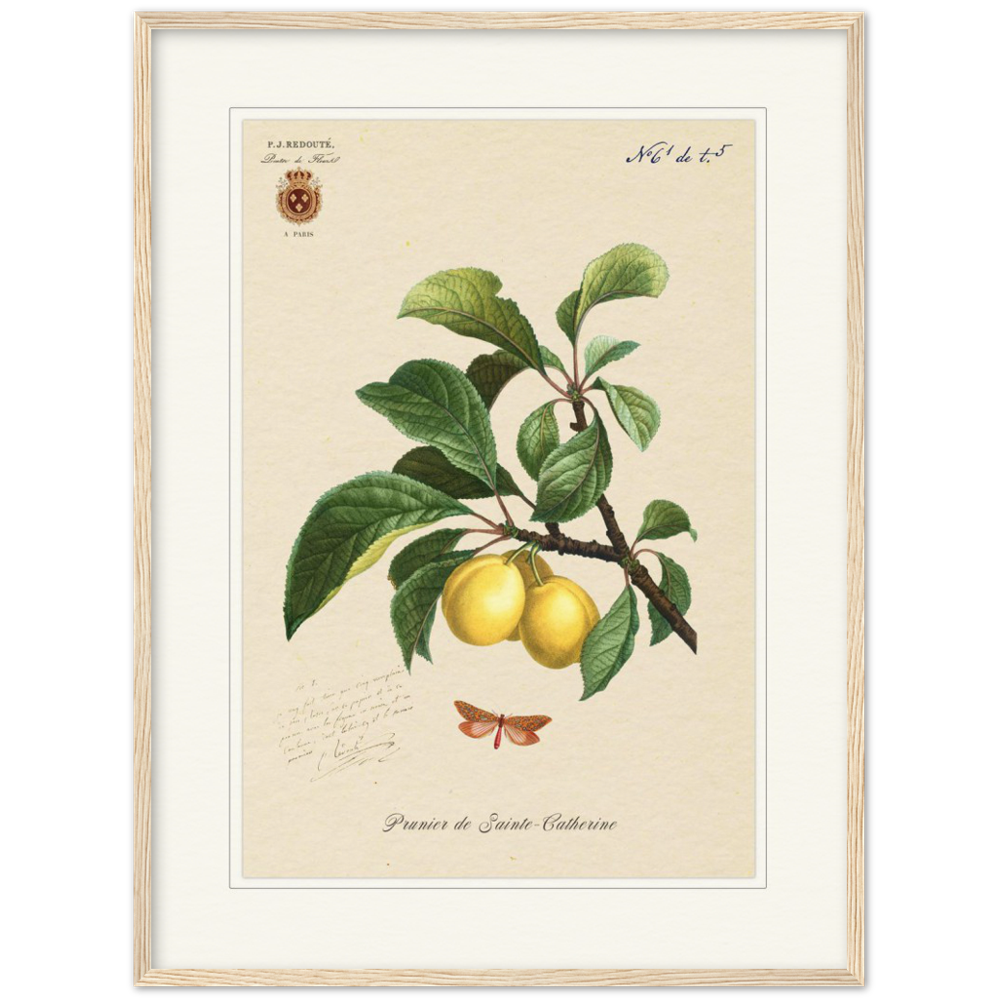Plum of Saint Catherine, 1824 (édition classique)