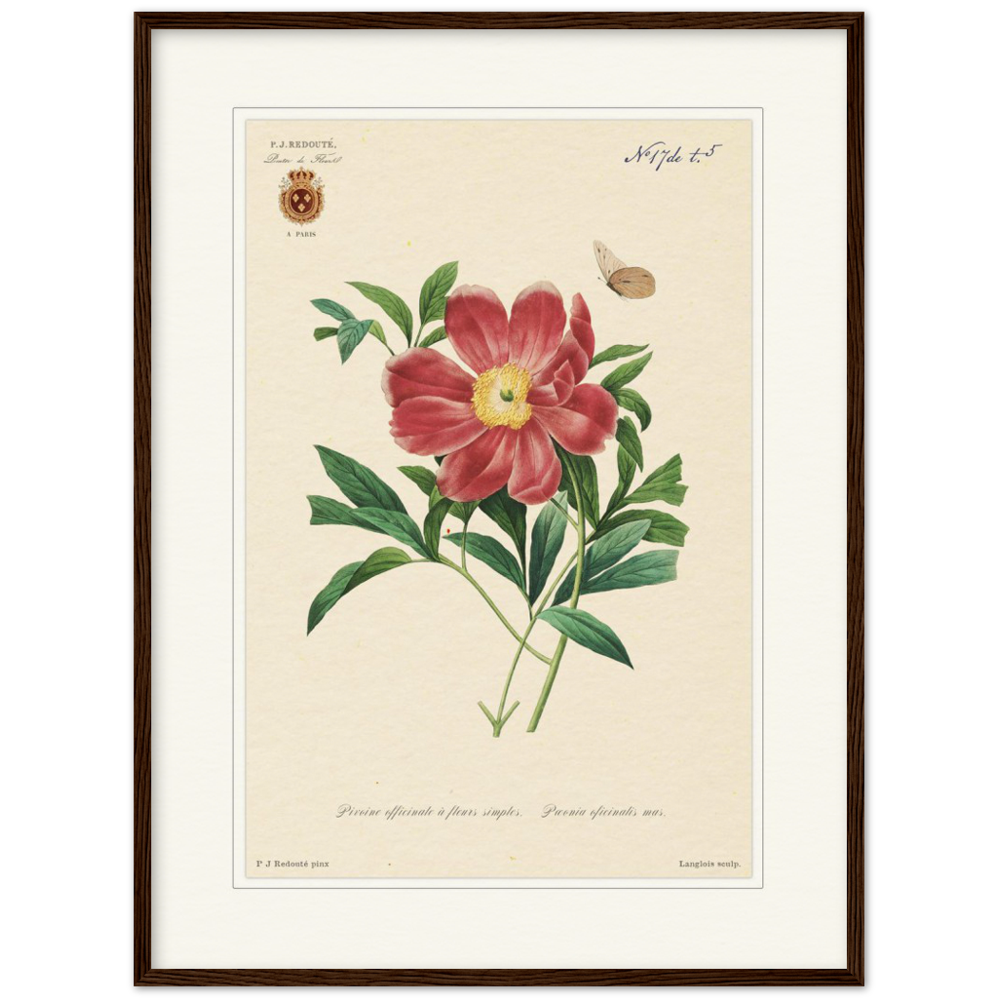 Peony by Redouté, 1827 (édition classique)