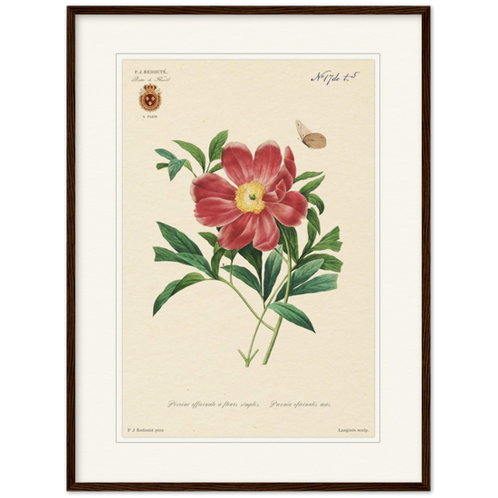 Peony by Redouté, 1827 (édition classique)