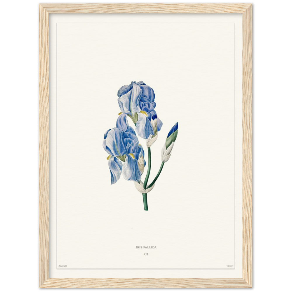 Pale iris, 1827 (édition blanc)