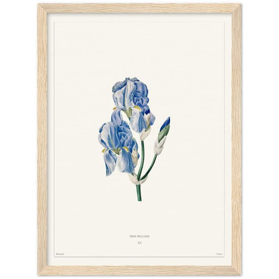 Pale iris, 1827 (édition blanc)
