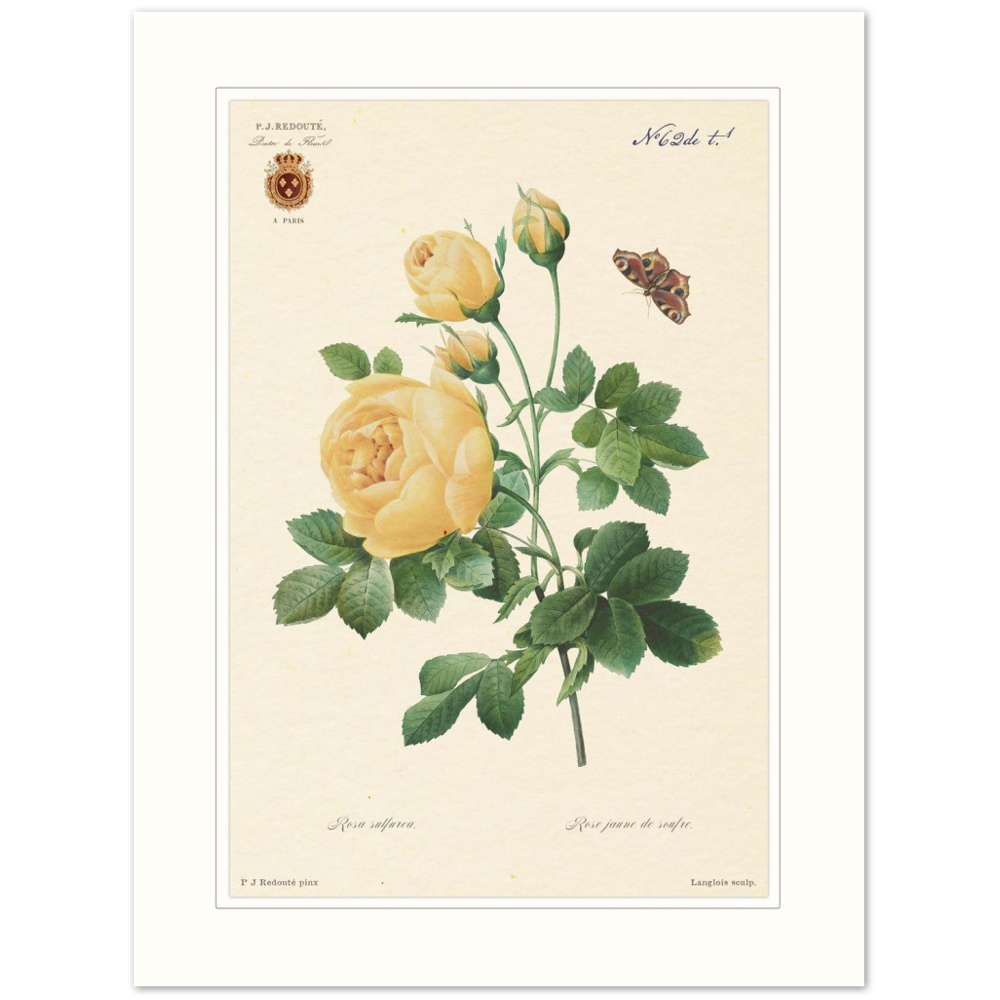 Yellow rose by Langlois and Redouté (édition classique)
