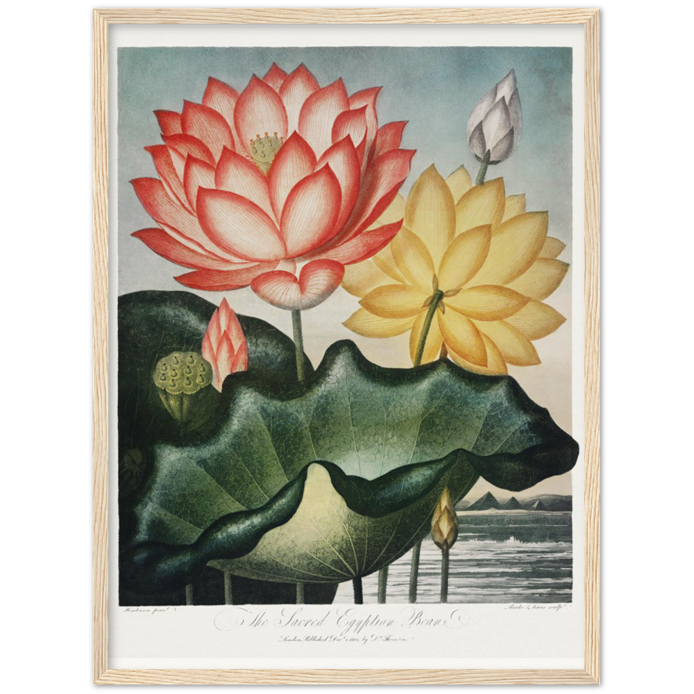 The Sacred Egyptian Bean by R.J. Thornton, 1807