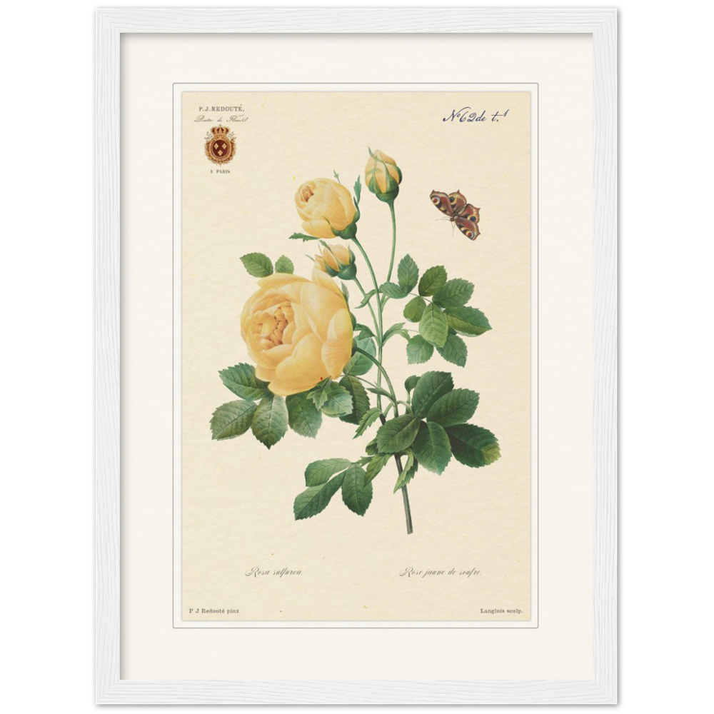 Yellow rose by Langlois and Redouté (édition classique)