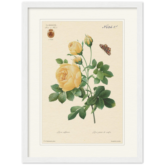 Yellow rose by Langlois and Redouté (édition classique)