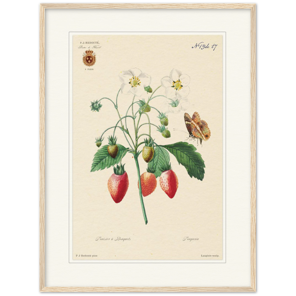 Strawberry by Redouté, 1834 (édition classique)