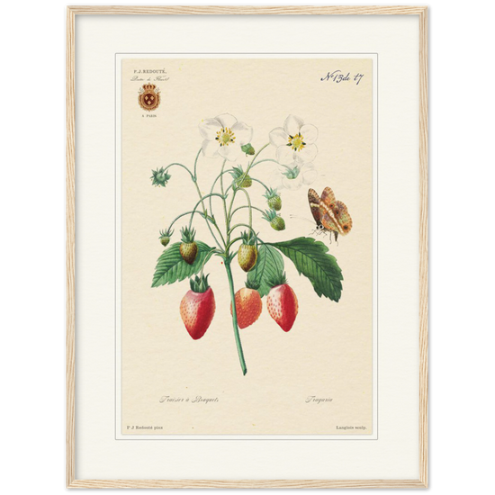 Strawberry by Redouté, 1834 (édition classique)