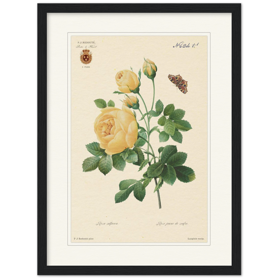 Yellow rose by Langlois and Redouté (édition classique)