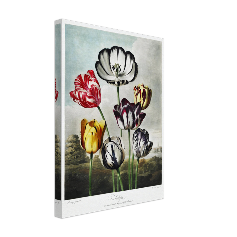 The Tulips by R.J. Thornton, 1807