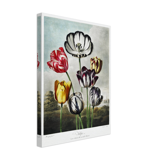 The Tulips by R.J. Thornton, 1807