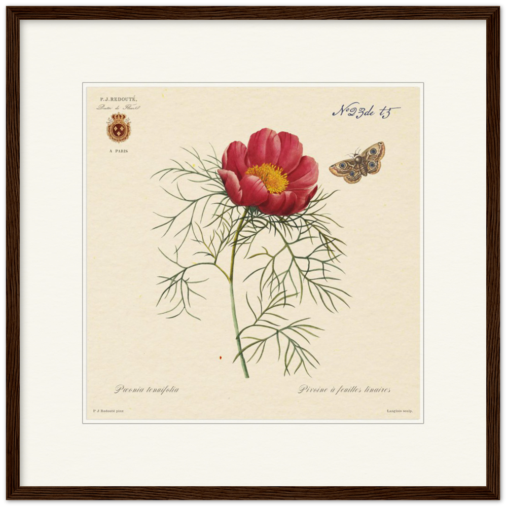 Pierre-Joseph Redouté, floral, flowers, art, wall art, flower prints, botanical, illustration, plants, roses