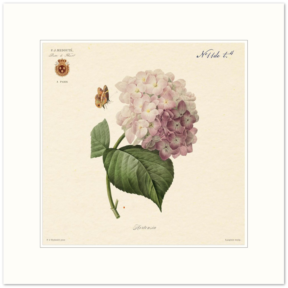 Pierre-Joseph Redouté, floral, flowers, art, wall art, flower prints, botanical, illustration, plants, roses