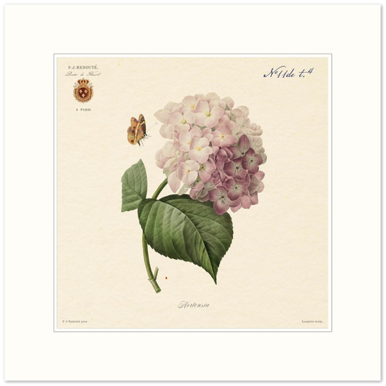 Pierre-Joseph Redouté, floral, flowers, art, wall art, flower prints, botanical, illustration, plants, roses