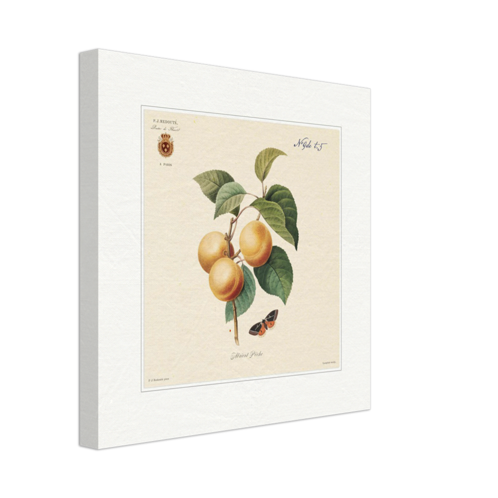 Apricot-Peaches by Redouté, 1824 (édition classique)