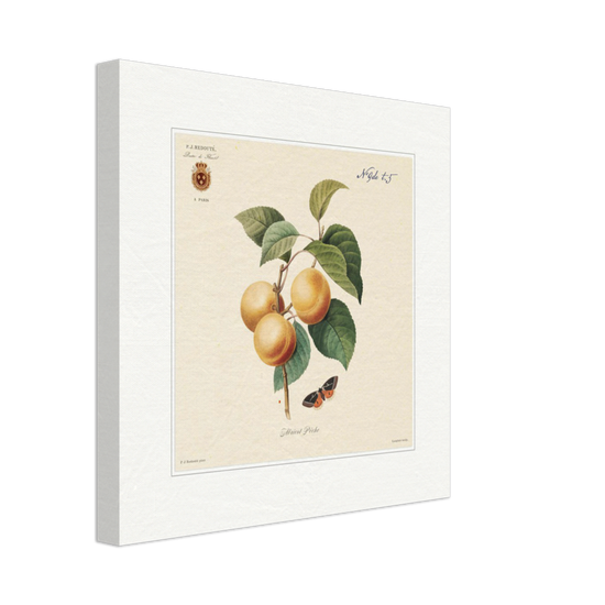 Apricot-Peaches by Redouté, 1824 (édition classique)