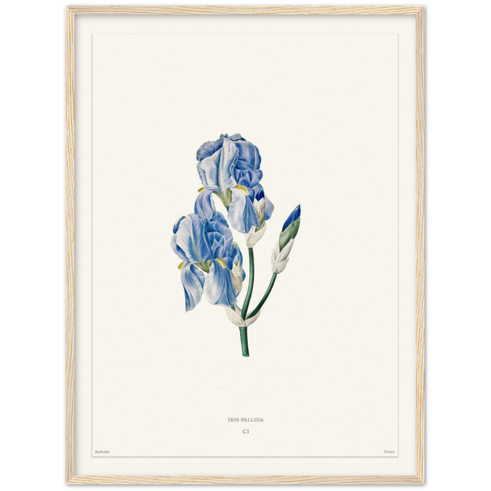 Pale iris, 1827 (édition blanc)