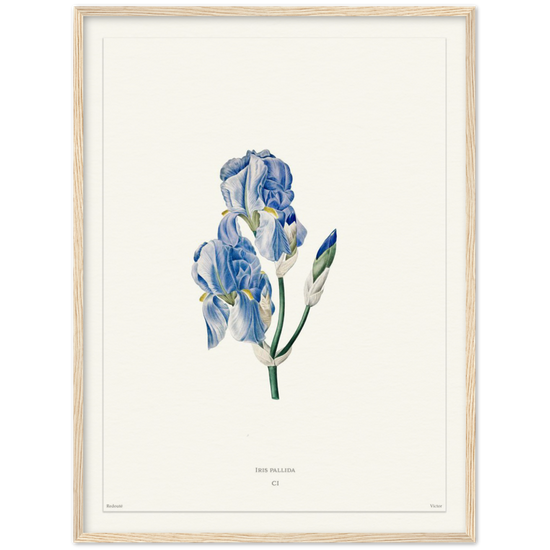 Pale iris, 1827 (édition blanc)