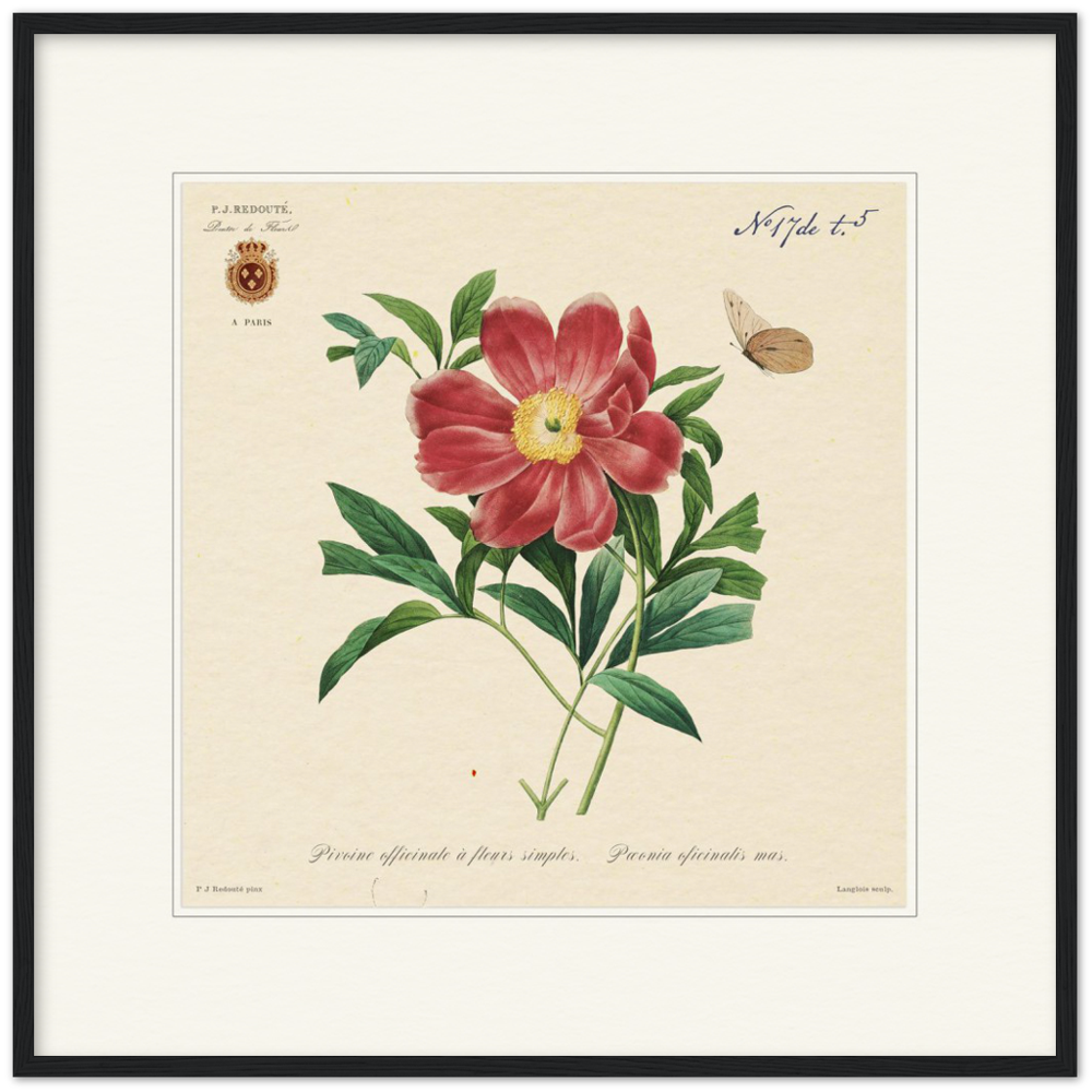 Peony by Redouté, 1827 (édition classique)