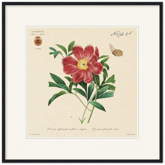 Peony by Redouté, 1827 (édition classique)