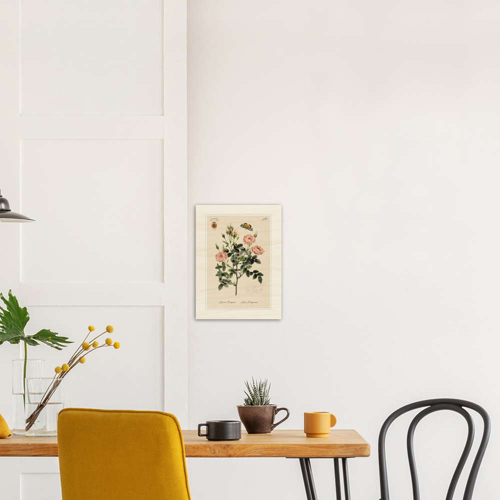 Rose Pompon by Redouté, 1824 (édition classique)