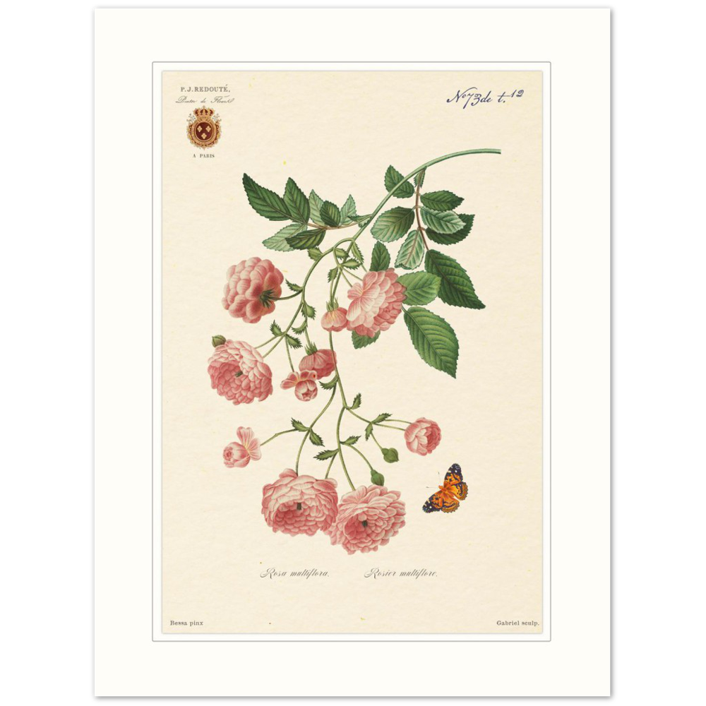 Pierre-Joseph Redouté, floral, flowers, art, wall art, flower prints, botanical, illustration, plants, roses