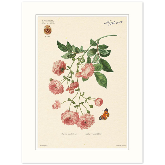 Pierre-Joseph Redouté, floral, flowers, art, wall art, flower prints, botanical, illustration, plants, roses