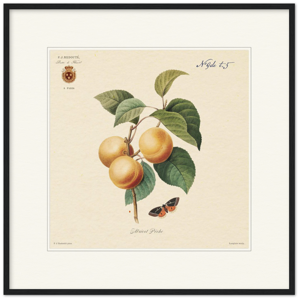 Apricot-Peaches by Redouté, 1824 (édition classique)