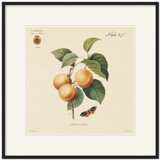Apricot-Peaches by Redouté, 1824 (édition classique)