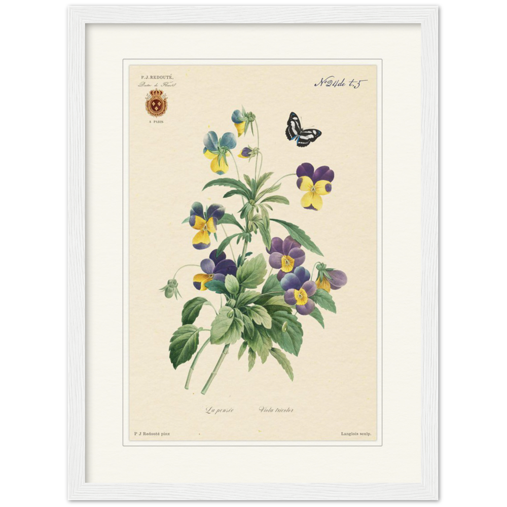 Tricolor viola by Redouté, 1834 (édition classique)