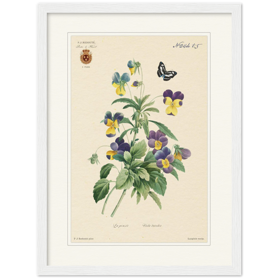 Tricolor viola by Redouté, 1834 (édition classique)