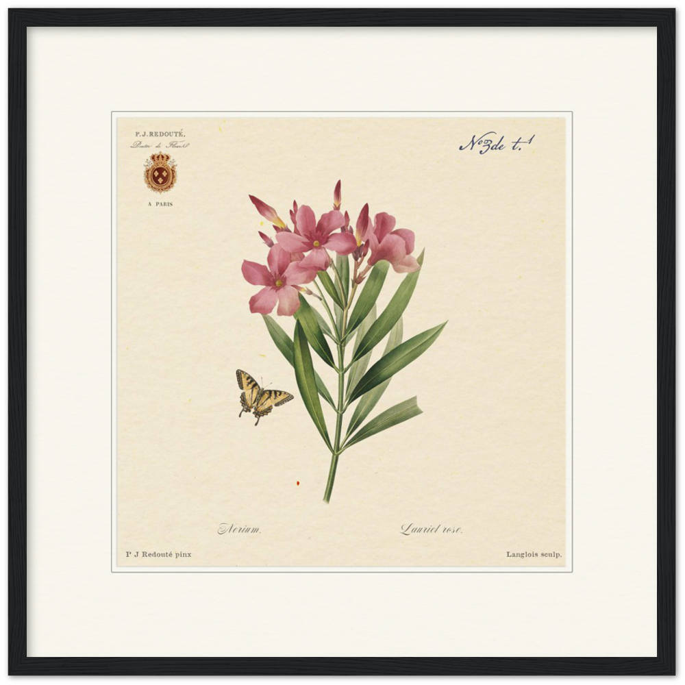 Oleander flowers by Redouté, édition classique