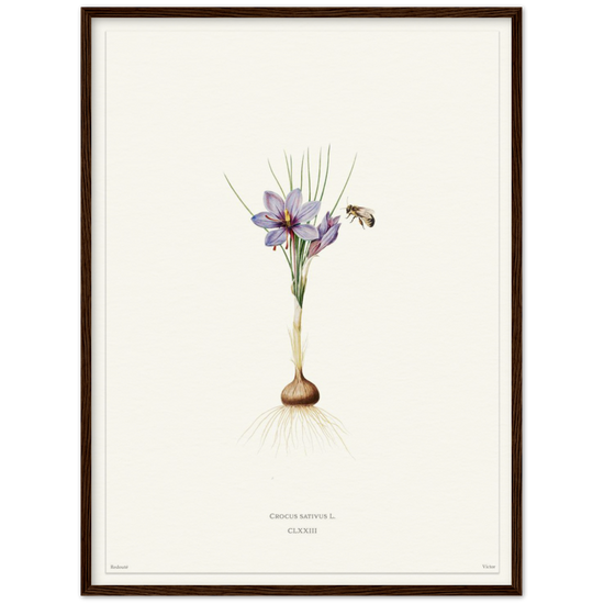 Saffron crocus by Redouté, édition blanc CLXXIII