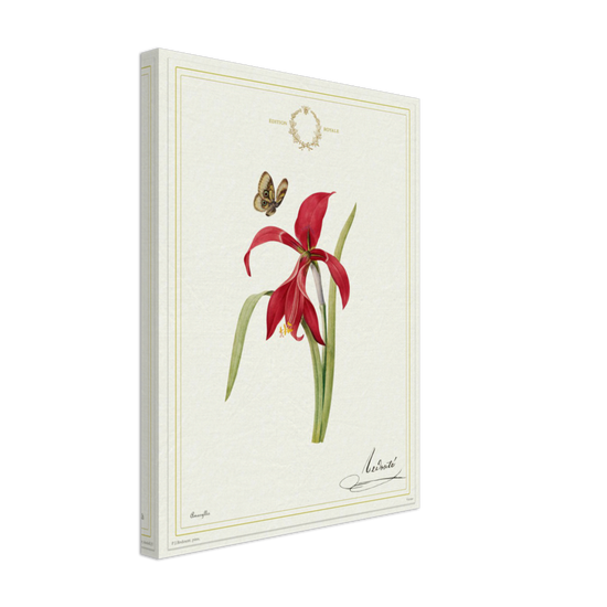 Pierre-Joseph Redouté, floral, flowers, art, wall art, flower prints, botanical, illustration, plants, roses