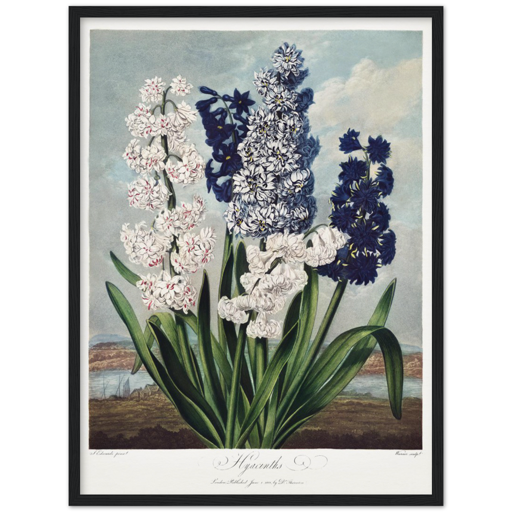 Pierre-Joseph Redouté, floral, flowers, art, wall art, flower prints, botanical, illustration, plants, roses