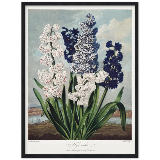 Pierre-Joseph Redouté, floral, flowers, art, wall art, flower prints, botanical, illustration, plants, roses