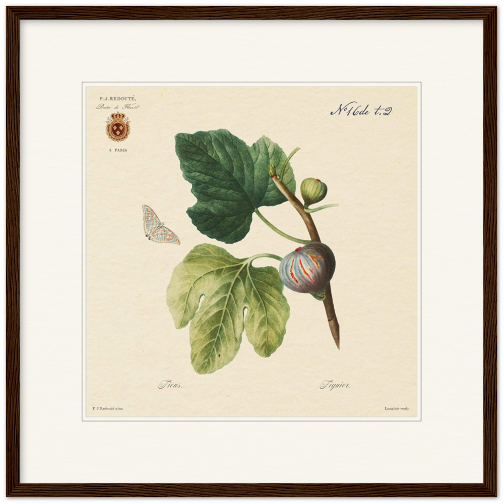 Figs by Redouté, 1834 (édition classique)
