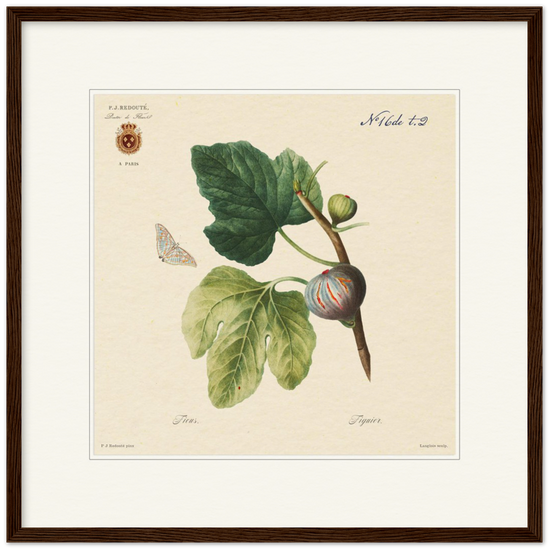 Figs by Redouté, 1834 (édition classique)