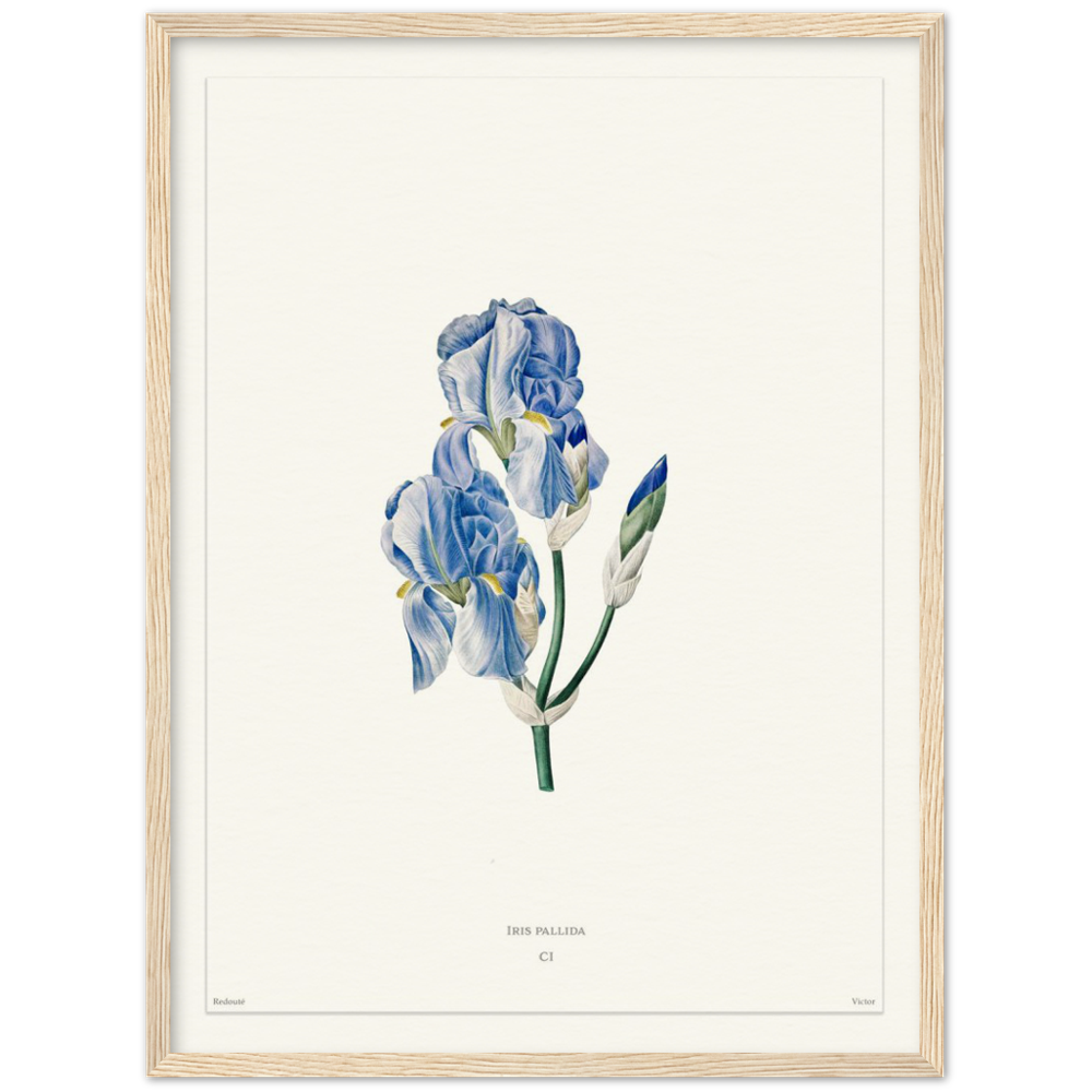 Pale iris, 1827 (édition blanc)