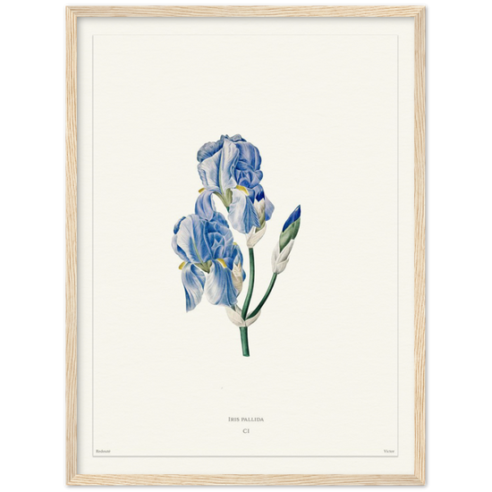 Pale iris, 1827 (édition blanc)