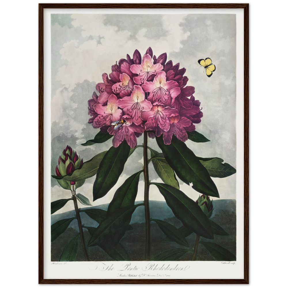 The Pontic rhododendron by R.J. Thornton, 1807
