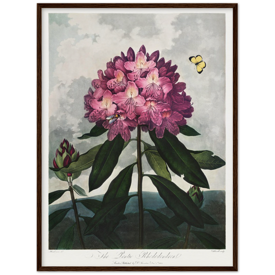 The Pontic rhododendron by R.J. Thornton, 1807