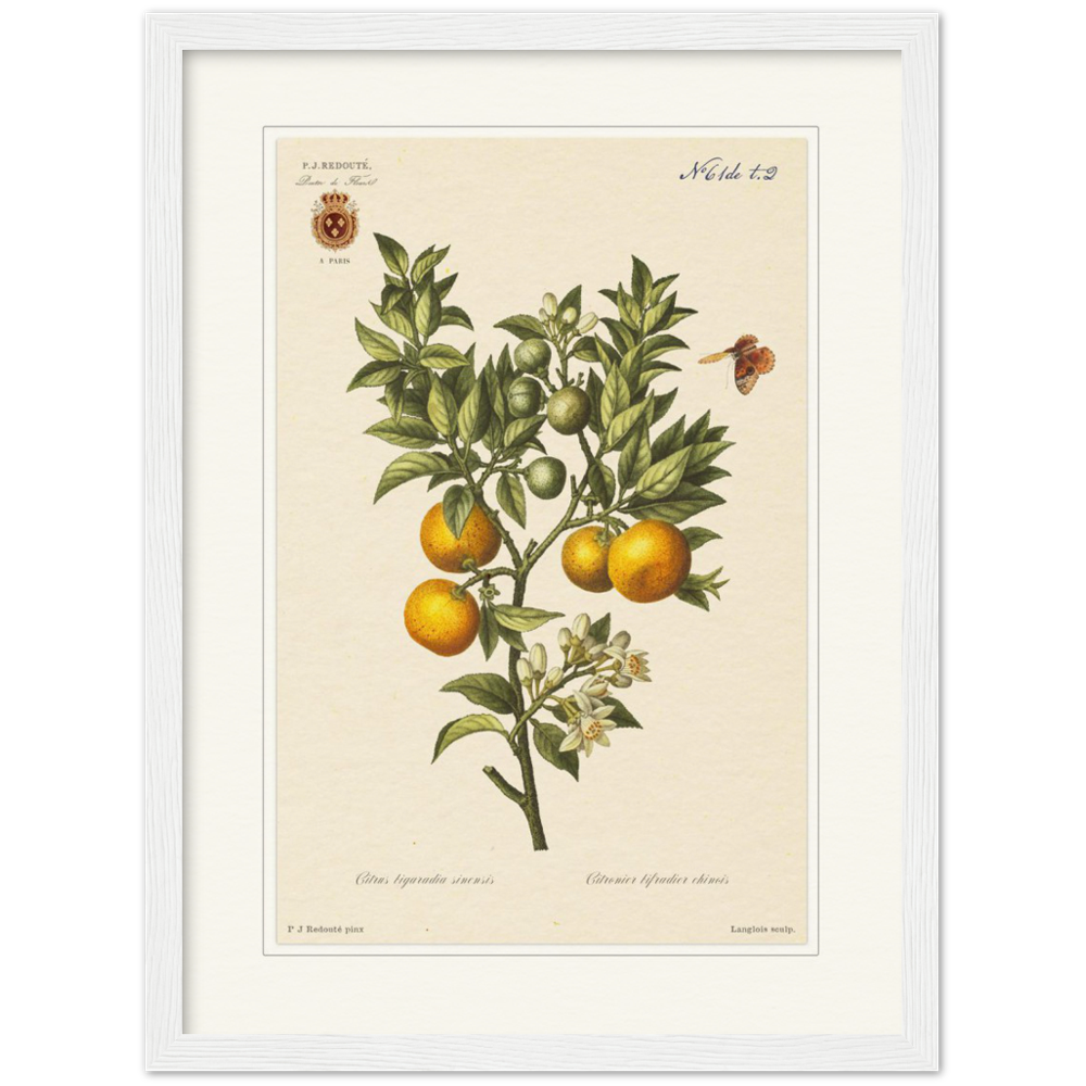 Bitter oranges by Redouté, 1834 (édition classique)