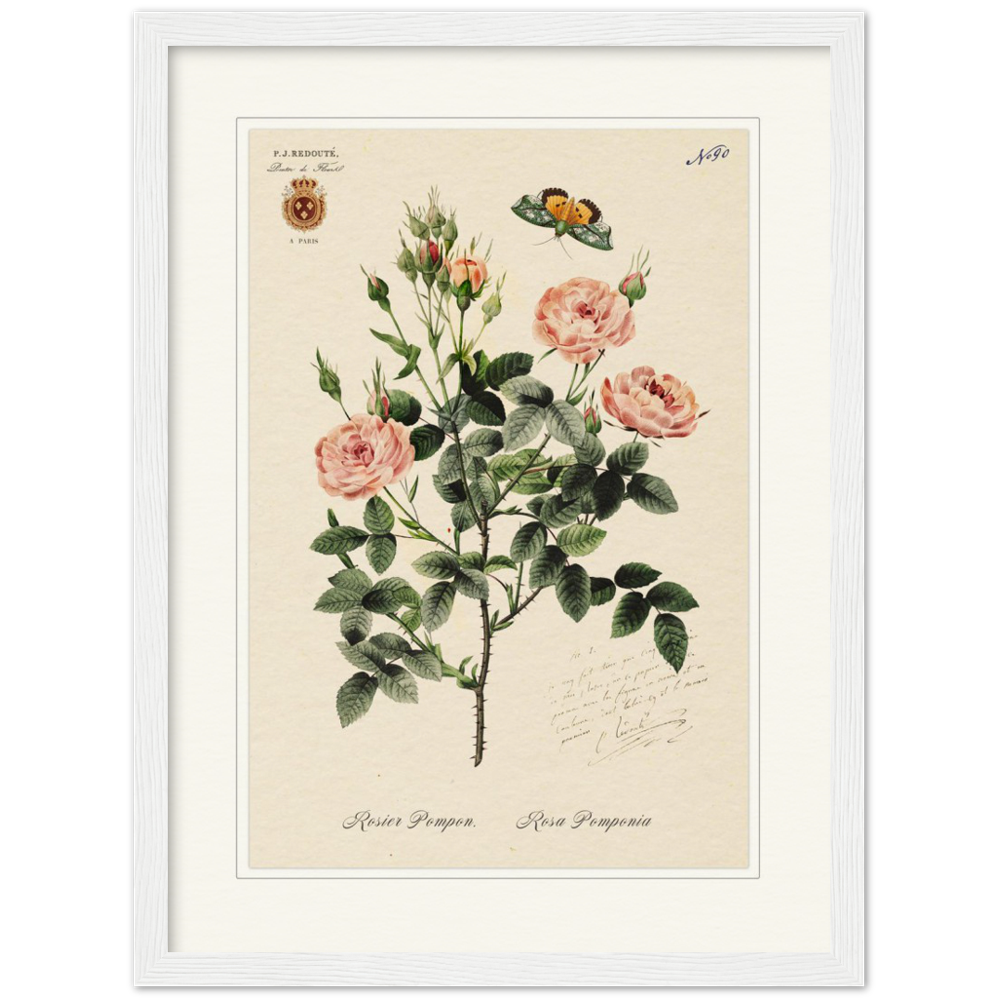 Rose Pompon by Redouté, 1824 (édition classique)