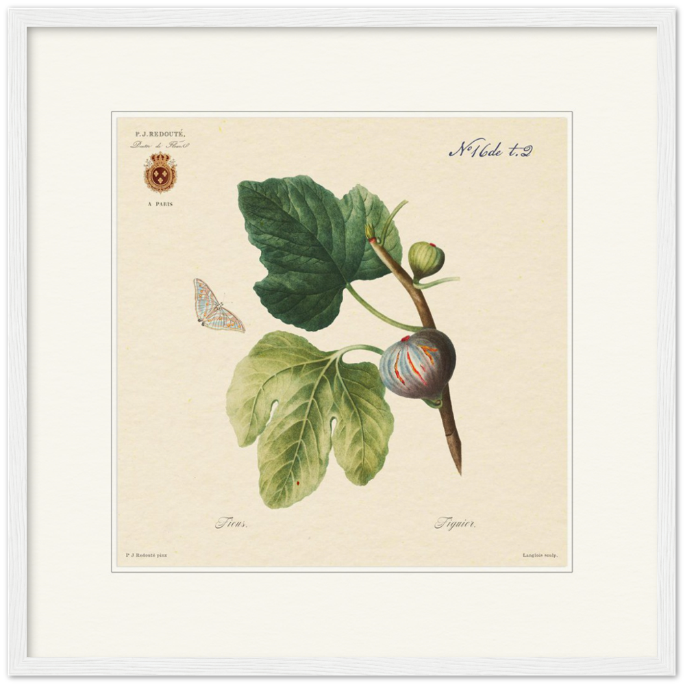 Figs by Redouté, 1834 (édition classique)
