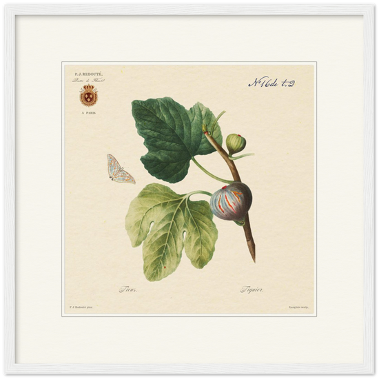 Figs by Redouté, 1834 (édition classique)